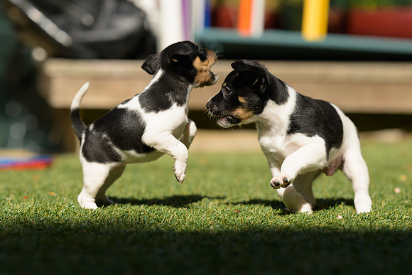 Deb-puppies-web-7399