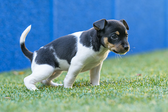 Deb-puppies-web-7384