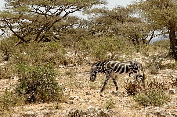Kenya-LRH_0159