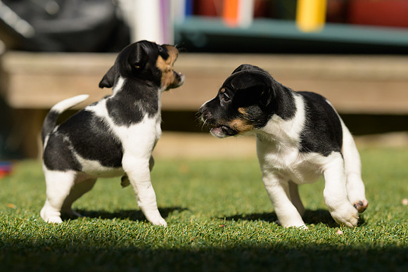 Deb-puppies-web-7398