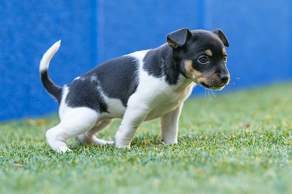 Deb-puppies-web-7382