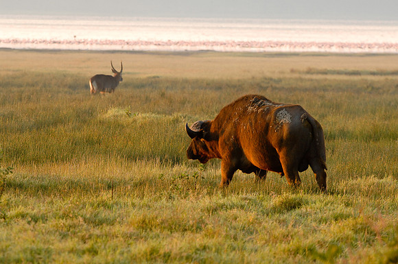 Kenya-LRH_0013