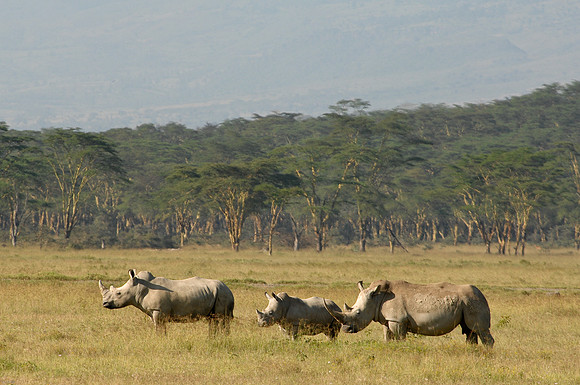 Kenya-LRH_0221