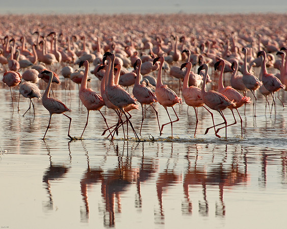 Kenya-LRH_0419