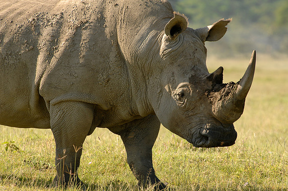 Kenya-LRH_0241