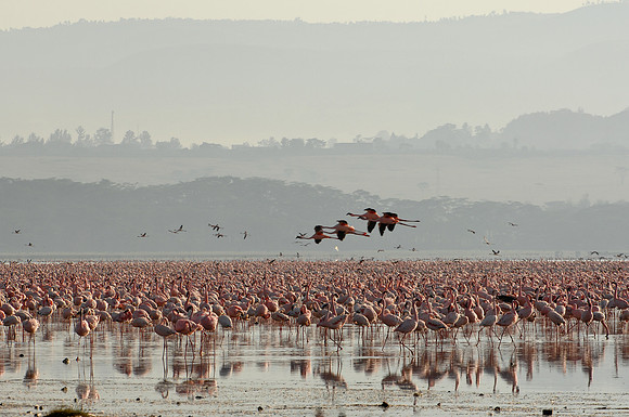 Kenya-LRH_0518