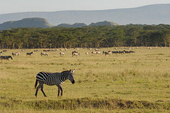 Kenya-LRH_0006