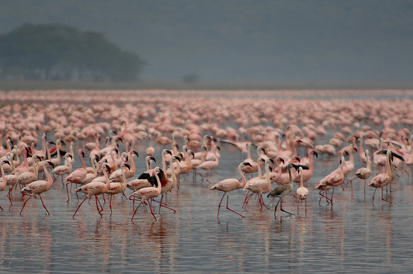 Kenya-LRH_0076