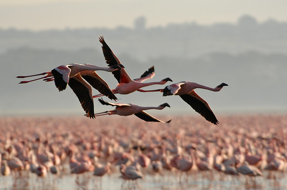 Kenya-LRH_0371