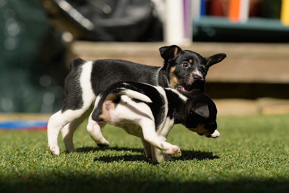 Deb-puppies-web-7396