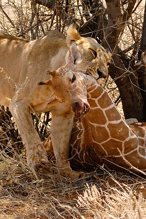 Kenya-LRH_0047