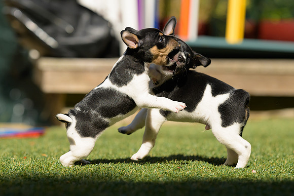 Deb-puppies-web-7403