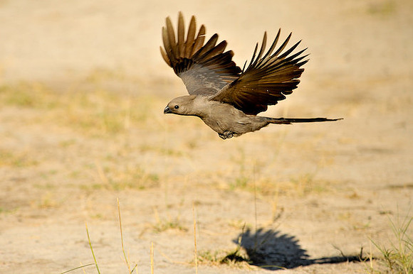 Gray Lourie in flight. - Go-Away Bird