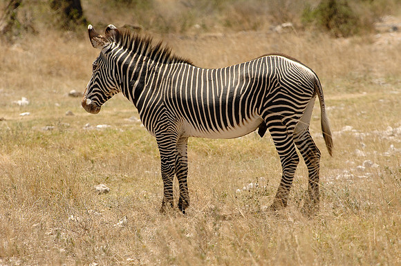 Kenya-LRH_0176