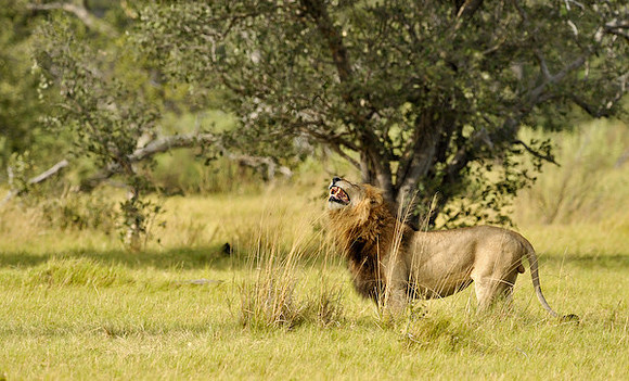 Big male lion at water.