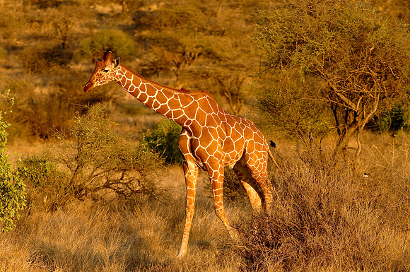 Kenya-LRH_0751