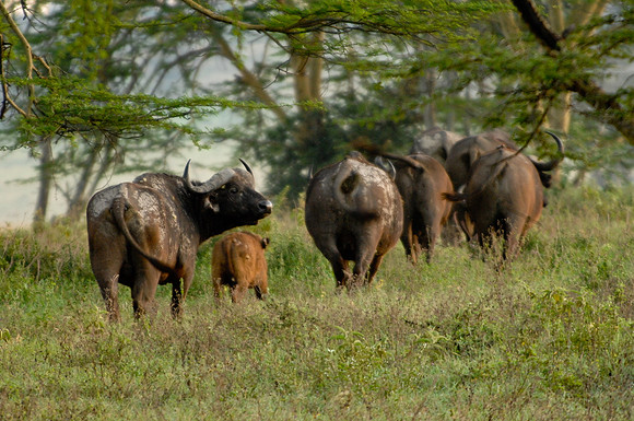 Kenya-LRH_0004