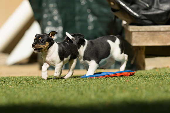 Deb-puppies-web-7390