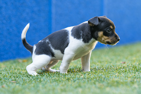 Deb-puppies-web-7380