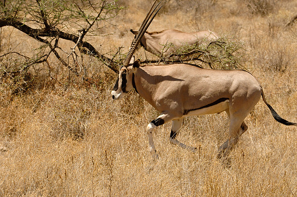 Kenya-LRH_0114