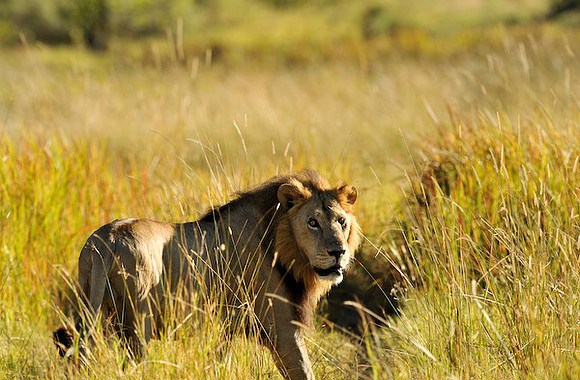 Male lion looking at us.