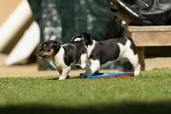Deb-puppies-web-7389