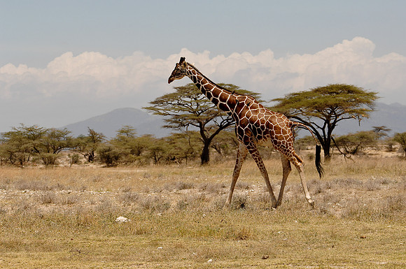 Kenya-LRH_0257