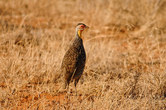 Kenya-LRH_0119