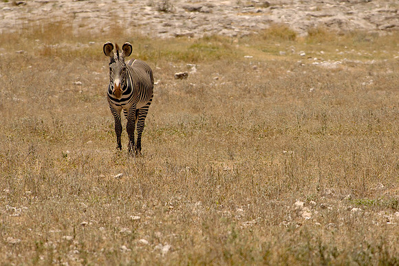 Kenya-LRH_0214
