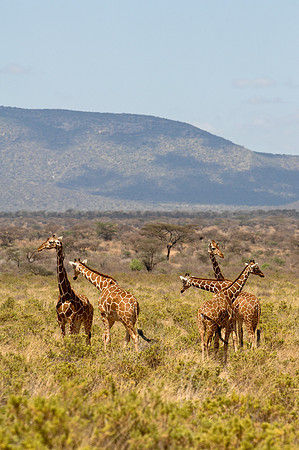 Kenya-LRH_0126