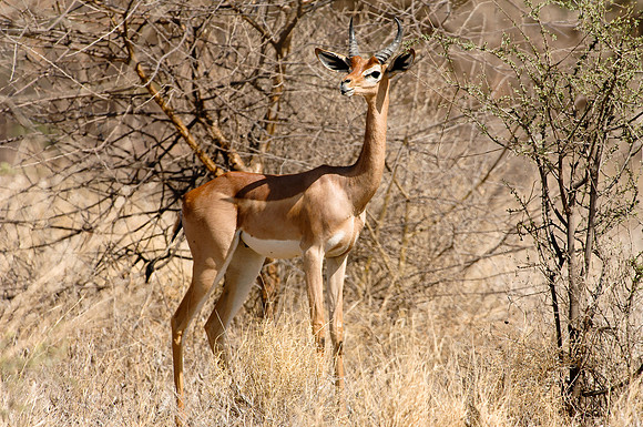Kenya-LRH_0037