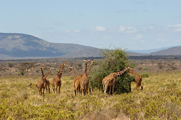 Kenya-LRH_0118