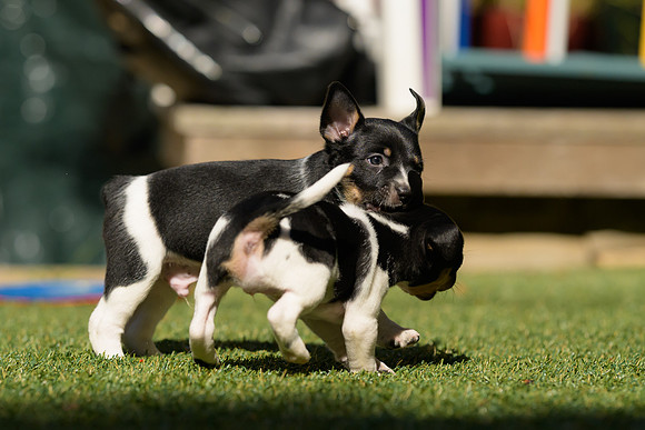 Deb-puppies-web-7395