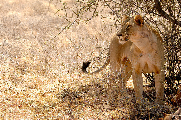 Kenya-LRH_0054