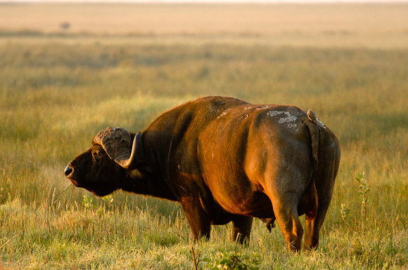 Kenya-LRH_0023