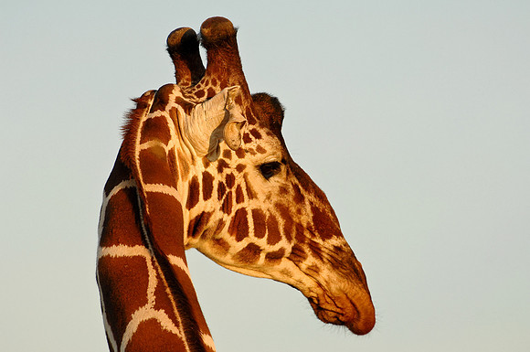 Kenya-LRH_0674