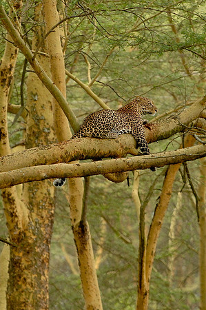 Kenya-LRH_0078