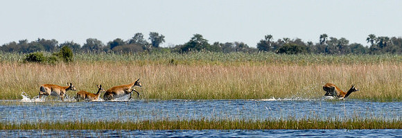 Red lechwe leaping though the Okavango Delta.