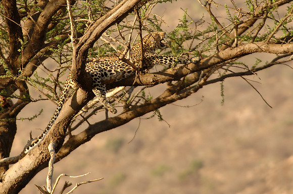 Kenya-LRH_0106