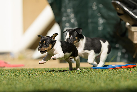 Deb-puppies-web-7392