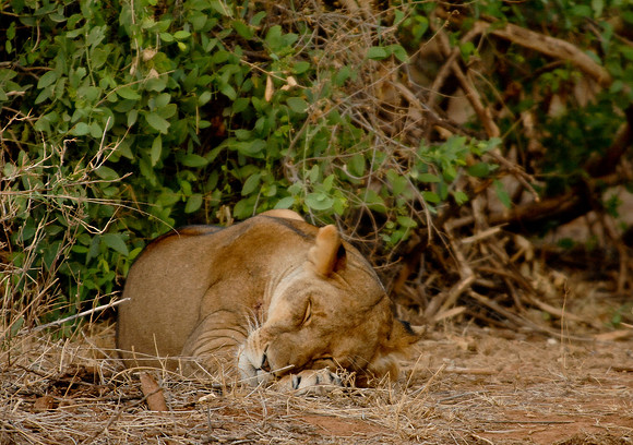 Kenya-LRH_0578
