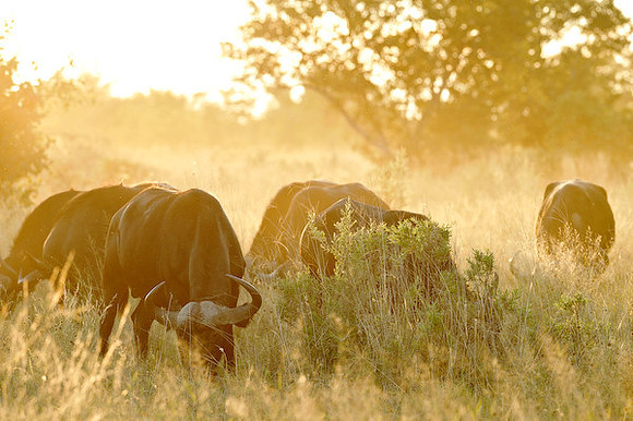 Evening with buffalo.